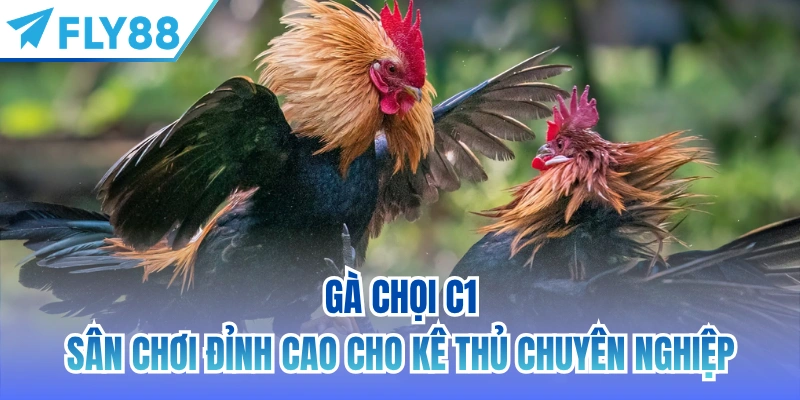 gà chọi c1